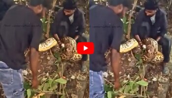 Viral Video: ಸಾರ್ವಜನಿಕರಲ್ಲಿ ಭಯ ಮೂಡಿಸಿದ 12 ಅಡಿ ಉದ್ದದ ಹೆಬ್ಬಾವು.. ವಿಡಿಯೋ ವೈರಲ್