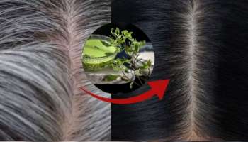 ಬಿಳಿಕೂದಲನ್ನು ಶಾಶ್ವತವಾಗಿ ಕಪ್ಪಾಗಿಸುತ್ತೆ ಮನೆಯಂಗಳದ ತುಳಸಿ! ಬಳಸುವ ವಿಧಾನ ಹೀಗಿರಲಿ..