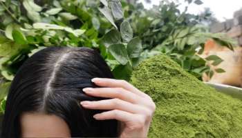 ಬಿಳಿ ಕೂದಲಿನ ಸಮಸ್ಯೆಗೆ ಶಾಶ್ವತ ಪರಿಹಾರ! ಹಿತ್ತಲಲ್ಲಿ ಸಿಗುವ ʻಈʼ ಎಲೆಯಿಂದ ಸಿಗುತ್ತೆ ಗಾಢ ಕಪ್ಪು ಕೇಶ..