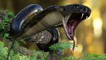 ಹಾವಿನ ಮಾಂಸಕ್ಕೆ ಅತಿ ಹೆಚ್ಚು ಬೇಡಿಕೆ ಇರುವ ದೇಶ ಯಾವುದು ಗೊತ್ತೇ? ವಿಷಸರ್ಪಗಳನ್ನೇ ತಿಂದು ಬದುಕುವ ಜನರಿರುವ ರಾಷ್ಟ್ರವಿದು.. 