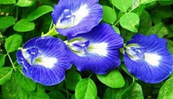 ಮನೆಯಲ್ಲಿ ಈ ಸಸ್ಯ ನೆಟ್ಟರೆ ನಿಮ್ಮ ಅದೃಷ್ಟವೇ ಬದಲಾಗಲಿದೆ: ಅಪಾರ ಸುಖ-ಸಂತೋಷ, ಸಮೃದ್ಧಿ ನಿಮ್ಮದಾಗಲಿದೆ