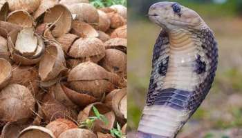 ವಿಷಸರ್ಪಗಳ ಸಮಸ್ಯೆಯಿಂದ ಶಾಶ್ವತ ಪರಿಹಾರ.. ಈ ಒಂದು ವಸ್ತುವಿನಿಂದ ಹಾವು ನಿಮ್ಮ ಮನೆಯ ಹತ್ತಿರವೂ ಸುಳಿಯಲ್ಲ!