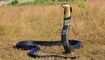 ಚಳಿಗಾಲದಲ್ಲಿ ಒಂದೇ ಒಂದು ಹಾವು ಕಾಣಿಸಲ್ಲ ಏಕೆ ಗೊತ್ತೆ..? ಚಳಿ ಅಂತ ಅಲ್ಲ, ನಿಗೂಢ ಕಾರಣವಿದೆ