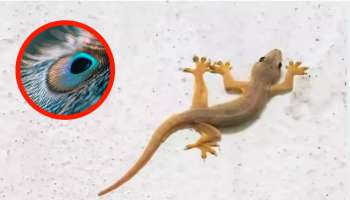 ಈ ಹಕ್ಕಿಯ ಒಂದೇ ಒಂದು ಗರಿ ನಿಮ್ಮ ಮನೆಯಲ್ಲಿದ್ರೆ ಒಂದೂ ಹಲ್ಲಿ ಇರಲ್ಲ..! ತಕ್ಷಣವೇ ಹುಡುಕಿ ತನ್ನಿ