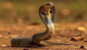 ಹಾವಿನ ಬಾಯಿಂದ ಮಾತ್ರವಲ್ಲ, ಬಾಲದಿಂದಲೂ ಸಾಯ್ತಾನೆ ಮನುಷ್ಯ.! "ಕಾರ್ಕೋಟಕ ವಿಷದ ಗೂಡು" 