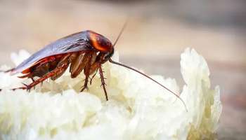 ಜಿರಳೆಗಳನ್ನ ಓಡಿಸಲು ಈ ವಸ್ತು ಸಾಕು! ಮನೆಯ ಯಾವ ಮೂಲೆಯಲ್ಲಿ ಅವಿತಿದ್ದರೂ ಹತ್ತೇ ನಿಮಿಷದಲ್ಲಿ ಓಡಿಹೋಗುತ್ತವೆ..