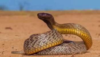 ನಾಗರ ಹಾವಲ್ಲ ಈ ಹಾವು ಕಚ್ಚಿದರೆ ಬದುಕುವುದೇ ಡೌಟ್‌..! 100% ಸಾಯುವುದು ಖಚಿತ 