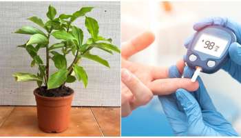 ಉಚಿತವಾಗಿ ಸಿಗುವ ಈ ಗಿಡ ಮಧುಮೇಹಿಗಳಿಗೆ ವರದಾನ! ಮನೆಯಂಗಳಲ್ಲೇ ಸುಲಭವಾಗಿ ಬೆಳೆಸಬಹುದು..