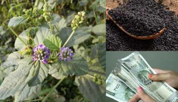 ಹಿತ್ತಲಲ್ಲಿ ಕಸವೆಂದು ಬಿಸಾಡುವ ಈ ಗಿಡದಿಂದ ಸಿಗುತ್ತೆ ಕೋಟಿಗಟ್ಟಲೇ ಲಾಭ.. ನಾಲ್ಕು ಸಸಿ ನೆಟ್ಟರೆ ಶ್ರೀಮಂತರಾಗೋದು ಖಚಿತ 