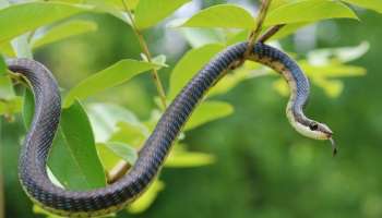 ಬೇಡವೆಂದು ಬಿಸಾಕುವ ಈ ವಸ್ತುವಿಗಿದೆ ವಿಷಸರ್ಪಗಳನ್ನೇ ಓಡಿಸುವ ಶಕ್ತಿ..! ಮನೆಯಲ್ಲಿ ಇದೊಂದಿದ್ದರೆ ಹಾವುಗಳು ಹತ್ತಿರವೂ ಸುಳಿಯಲ್ಲ