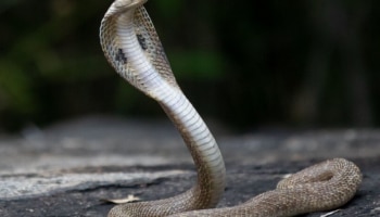 Snake: ಮನೆ ಹತ್ರ ಈ ಗಿಡ ನೆಟ್ಟಿದ್ರೆ, ಬುಸ್​​ ಬುಸ್​​​ ನಾಗಪ್ಪ ಎಂಟ್ರಿ ಕೊಡೋದೆ ಇಲ್ಲ ಗ್ಯಾರಂಟಿ