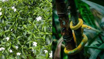 ಮನೆಯ ಮುಂದೆ ಬೆಳೆಯುವ ಈ ಗಿಡದಲ್ಲಿಯೇ ಅಡಗಿರುತ್ತವೆ ವಿಷಸರ್ಪ! ಎಷ್ಟೇ ದೂರವಿದ್ರೂ ಹಾವುಗಳನ್ನ ಆಕರ್ಷಿಸುತ್ತೆ ಈ ಪುಟ್ಟ ಸಸ್ಯ