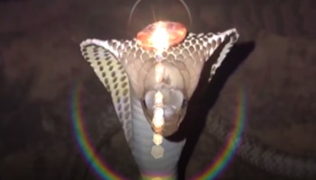 ನಾಗರ ಹಾವಿನ ತಲೆಯಿಂದ ಹೊರಬಂತು ಕೆಂಪು ನಾಗಮಣಿ..! ಅಂಬಾನಿ ಸಂಪತ್ತನ್ನೂ ಮೀರಿಸಬಹುದು ಇದೊಂದು ಇದ್ರೆ