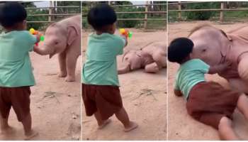 ಬೇಸರವಾಗಿದೆಯೇ.. ಹಾಗಿದ್ರೆ ಈ ವಿಡಿಯೋ ನೋಡಿ..! ಬಿದ್ದು ಬಿದ್ದು ನಗ್ತೀರಾ.. ಗೆಳೆಯರಿಗೂ ಶೇರ್‌ ಮಾಡಿ