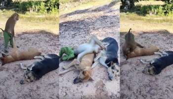 Viral Video: ʻಮಲ್ಕೊಂಡ್‌ ಏನ್‌ ಸಾದಿಸ್ತೀಯ ಬಾ..ʼ ಎನ್ನುತ್ತಾ ನಿದ್ರೆಯಲ್ಲಿದ್ದ ನಾಯಿಯನ್ನು ಪೀಡಿಸಿದ ಕೋತಿ ಮರಿ! ಕಪಿ ಚೇಷ್ಟೆ ನೋಡಿ ನಕ್ಕು ಸುಸ್ತಾದ ನೆಟ್ಟಿಗರು