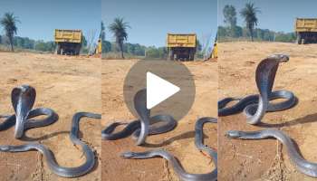 Video: ಎಂತಹ ಕಲ್ಲು ಮನಸ್ಸಿದ್ದವರನ್ನೂ ಕರಗಿಸುತ್ತೆ ಈ ವಿಡಿಯೋ! ಸಂಗಾತಿ ಕಳೆದುಕೊಂಡಿರುವ ಹಾವಿನ ದುಃಖ ಕಂಡು ಕಣ್ಣೀರಾದ ನೆಟ್ಟಿಗರು..