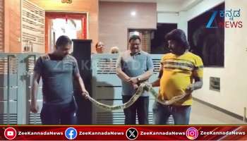Python found in the toilet: Watch video