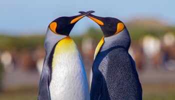 penguins Love: ಪೆಂಗ್ವಿನ್‌ಗಳು ಪ್ರೊಪೋಸ್ ಮಾಡಲು ಏನು ಕೊಡುತ್ತೆ ಗೊತ್ತಾ? ಪೆಂಗ್ವಿನ್‌ ಪ್ರೇಮ ಕಥೆ ಕೇಳಿದ್ರೆ ನೀವು ಅಚ್ಚರಿ ಪಡೋದಂತು ಗ್ಯಾರಂಟಿ!