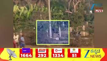 A lone elephant lost its way in Mandya