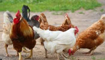 ನೀವು ಪ್ರತಿ ವಾರವೂ ಚಿಕನ್‌ ತಿನ್ನುತ್ತಿದ್ದೀರಾ.. ಕೋಳಿ ಮಾಂಸದ ಈ ಭಾಗಗಳು ನಿಮ್ಮ ಜೀವಕ್ಕೆ ಕುತ್ತು ತರಬಹುದು, ಹುಷಾರ್‌..!