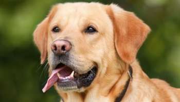 ಯಾವ ದೇಶದಲ್ಲಿ ಹೆಚ್ಚು ನಾಯಿ ಮಾಂಸವನ್ನು ತಿನ್ನುತ್ತಾರೆ ಗೊತ್ತಾ? ಆರೋಗ್ಯಕ್ಕೆ ಅಪಾಯವಿದ್ರೂ ಇದೇ ಅವರ ಫೇವರೆಟ್‌ ಆಹಾರ.. 