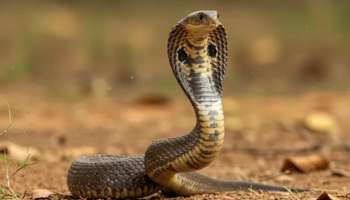 ಹಾವುಗಳ ತಂಟೆಗೆ ಹೋದ್ರೆ ಏಳು ವರ್ಷ ಜೈಲು ಶಿಕ್ಷೆ ಫಿಕ್ಸ್‌? ವಿಶಸರ್ಪಗಳ ಶಾಪದಿಂದಲ್ಲ, ಕಾನೂನು ಕೈಯಿಂದ ತಪ್ಪಿಸಿಕೊಳ್ಳೋದು ಇನ್ಮುಂದೆ ಅಸಾಧ್ಯ