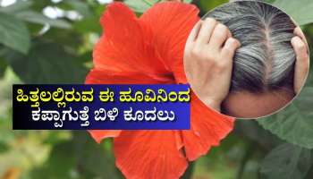 ಹೇರ್‌ ಡೈ ಅಲ್ಲ.. ಹಿತ್ತಲಲ್ಲಿರುವ ಈ ಹೂವಿನಿಂದ ಬೆಳ್ಳಗಿರುವ ಕೂದಲನ್ನು ಬುಡದಿಂದ ಕಪ್ಪಾಗಿಸಬಹುದು! ಇಲ್ಲಿದೆ ಸುಲಭ ವಿಧಾನ