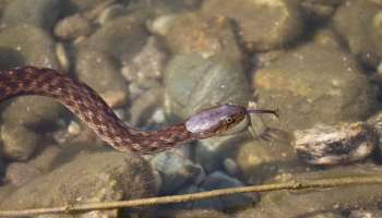 ಹಾವುಗಳು ನೀರನ್ನು ಹೇಗೆ ಕುಡಿಯುತ್ತವೆ ಅಂತ ನಿಮ್ಗೆ ಗೊತ್ತೆ..? ಬಾಯಿಂದ.. ಅಂತ ಹೇಳಿದ್ರೆ ನಿಮ್ಮಷ್ಟು ದಡ್ಡರಿಲ್ಲ ಬಿಡಿ..