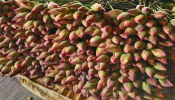 ಮಲ್ಲಿಗೆ ಅಲ್ಲವೇ ಅಲ್ಲ.. ಕರ್ನಾಟಕದ ಅಧಿಕೃತ ರಾಜ್ಯ ಪುಷ್ಪ ಯಾವುದು ಗೊತ್ತೇ ? 