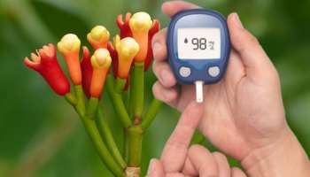 ಊಟದ ಬಳಿಕ ಈ ಮೊಗ್ಗನ್ನ ಬಾಯಲ್ಲಿಟ್ಟುಕೊಂಡರೇ ಕೂಡಲೇ ನಾರ್ಮಲ್‌ ಆಗುವುದು ಶುಗರ್!