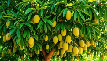 ಈ ಕಾಯಿಲೆ ಇದ್ದವರಿಗೆ ಮಾವಿನ ಹಣ್ಣು ಡೇಂಜರ್ಸ್‌!.. ಅಪ್ಪಿತಪ್ಪಿಯೂ ಒಂದು ಫೀಸ್‌ ತಿನ್ನಬೆಡಿ