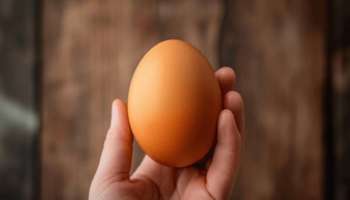 ಈ ಮೊಟ್ಟೆಯ ಬೆಲೆ 25,000 ರೂ.. ಡಜನ್‌ಗೆ ಅಲ್ಲ ಒಂದಕ್ಕೆ..! ಇದರ ವಿಶೇಷತೆ ತಿಳಿದ್ರೆ ಜಾಸ್ತಿನೇ ಕೊಡ್ತೀರಾ.. 