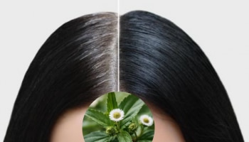 ಅಜ್ಜಿ ಕಾಲದ ಸಲಹೆ.. ಈ ಎಲೆ ಒಂದೇ ರಾತ್ರಿಯಲ್ಲಿ ಬಿಳಿ ಕೂದಲನ್ನು ಕಪ್ಪಾಗಿಸುವುದು ಖಚಿತ! 