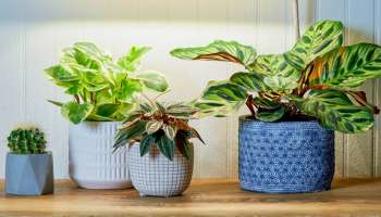 ಮನೆಯಲ್ಲಿ ಈ 5 ಗಿಡಗಳು ಇದ್ದರೆ ಸಾಕು.. ಫ್ಯಾನ್, ಕೂಲರ್ ಅಗತ್ಯವಿಲ್ಲ..! ಇವು ನೈಸರ್ಗಿಕ AC