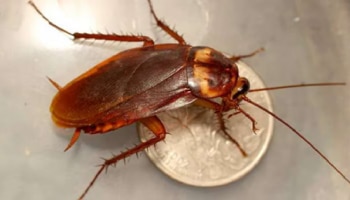 ಜಿರಳೆಗಳ ಕಾಟದಿಂದ ಬೇಸತ್ತು ಹೋಗಿದ್ದೀರಾ? ಈ ʼಬ್ರಹ್ಮಾಸ್ತ್ರʼ ಪ್ರಯೋಗಿಸಿದ್ರೆ ವಾಪಸ್‌ ಬರಲ್ಲ..