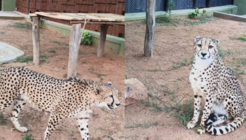 ರಾತ್ರೋರಾತ್ರಿ ಆಫ್ರಿಕಾದಿಂದ ಬೆಂಗಳೂರಿಗೆ ಬಂದ ಶಿವಂಗಿ ಚೀತಾಗಳು