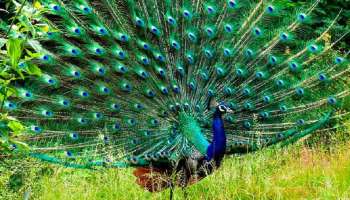 Peacock Good Luck: ದಾರಿಯಲ್ಲಿ ಇದ್ದಕ್ಕಿದ್ದಂತೆ ನವಿಲು ಕಾಣಿಸಿಕೊಂಡರೆ ಅದರ ಅರ್ಥವೇನು ಗೊತ್ತಾ? 