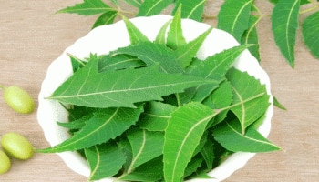 Neem Leaves Benefits:ನಿತ್ಯ ಬೆಳಿಗ್ಗೆ ಖಾಲಿ ಹೊಟ್ಟೆಯಲ್ಲಿ 4 ಬೇವಿನ ಎಲೆ ಸೇವಿಸಿ, ಕಾಯಿಲೆಗಳಿಗೆ ಹೇಳಿ ಬೈ, ಬೈ