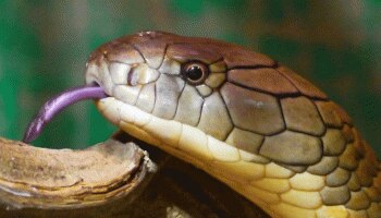 King Cobra: ಇವು ಭಾರತದ 5 ಅತ್ಯಂತ ಅಪಾಯಕಾರಿ ವಿಷಕಾರಿ ಹಾವುಗಳು