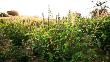 Basil Farming: ಕೇವಲ 15 ಸಾವಿರ ರೂ. ಹೂಡಿಕೆ ಮಾಡಿ ತುಳಸಿ ಕೃಷಿ ಆರಂಭಿಸಿ; 3 ತಿಂಗಳಲ್ಲಿ 3 ಲಕ್ಷ ರೂ.ವರೆಗೆ ಗಳಿಸಿ