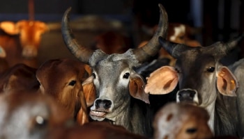 Use Of Cow Dung For CNG - &#039;ಹಸುವಿನ ಸಗಣಿ ದುಬಾರಿ ಪೆಟ್ರೋಲ್-ಡಿಸೇಲ್ ಗೆ ಪರ್ಯಾಯ&#039;