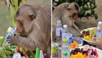 Monkey Buffet Festival: ಇಲ್ಲಿ 42 ವರ್ಷಗಳಿಂದ ನಡೆಯುತ್ತಿದೆ ಮಂಗಗಳ ಸ್ಪೆಷಲ್‌ ಬಫೆ ಪಾರ್ಟಿ