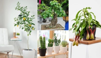 Vastu Plants: ಮನೆಯಲ್ಲಿ ಲಕ್ಷ್ಮಿ- ನಾರಾಯಣರ ವಾಸಕ್ಕೆ ಎಲ್ಲಾ ದಿಕ್ಕುಗಳಲ್ಲಿ ಈ ಸಸ್ಯಗಳನ್ನು ನೆಡಿ