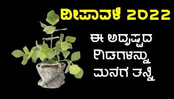 Diwali 2022: ದೀಪಾವಳಿಯ ದಿನ ಚಿನ್ನದಂತೆ ಅದೃಷ್ಟ ಹೊಳೆಯಬೇಕಾದರೆ, ಮನೆಗೆ ಈ ಲಕ್ಕಿ ಪ್ಲಾಂಟ್ ತನ್ನಿ