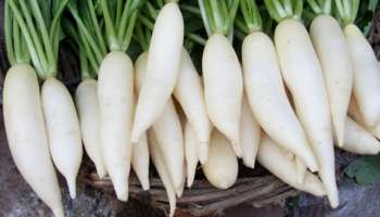 Radish Benefits: ಚಳಿಗಾಲದಲ್ಲಿ ಮೂಲಂಗಿ ತಿನ್ನುವುದರಿಂದ ಎಷ್ಟೆಲ್ಲಾ ಲಾಭ ಗೊತ್ತೇ? 