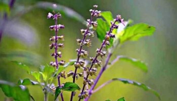 Tulsi Manjari Remedies: ತುಳಸಿಯಲ್ಲಿ ತುಂಬಿರುವ ಮಂಜಿರಿಗಳನ್ನು ಹಾಳಾಗಲು ಬಿಡಬೇಡಿ, ಈ ಉಪಾಯ ಅನುಸರಿಸಿ