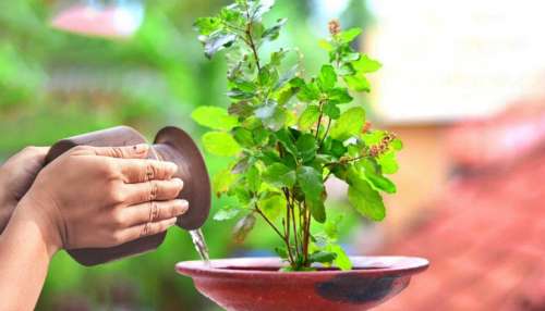 Tulsi Vastu Tips: ಈ ದಿನದಂದು ತಪ್ಪಿಯೂ ತುಳಸಿಗೆ ನೀರು ಹಾಕಬೇಡಿ, ಶ್ರೀಮಂತನೂ ಕೂಡ ದಾರಿದ್ರ್ಯ ವಕ್ಕರಿಸಿ ಕಡು ಬಡವನಾಗುವ!