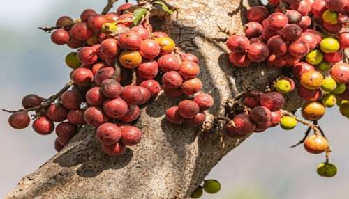 ಕ್ಯಾನ್ಸರ್ ಕೂಡ ಗುಣವಾಗುವ ಶಕ್ತಿಯುತ ಹಣ್ಣು.. ದಿನಕ್ಕೆ ಒಂದು ಸೇವಿಸಿದರೂ ಸಾಕು ಬ್ಲಡ್‌ ಶುಗರ್‌ ಕಂಪ್ಲೀಟ್‌ ಕಂಟ್ರೋಲ್‌ಗೆ ಬರುತ್ತದೆ !