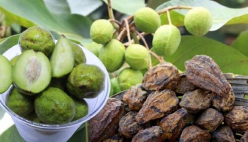 ಇದು ಬರೀ ಹಣ್ಣಲ್ಲ 160 ರೋಗಗಳನ್ನ ಗುಣಪಡಿಸುವ ಸಂಜೀವಿನಿ! ಕ್ಯಾನ್ಸರ್‌ನಿಂದ ಹಿಡಿದು ಮಧುಮೇಹದವರೆಗೂ ಇದೇ ಪರಮೌಷಧ..