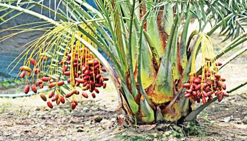 ಹೃದಯಕ್ಕೆ ವರದಾನ.. ಹಾರ್ಟ್‌ ಅಟ್ಯಾಕ್‌ ತಡೆಯಬಲ್ಲ ಏಕೈಕ ಹಣ್ಣಿದು! ವಾರಕ್ಕೊಂದು ತಿಂದರೆ ಶುಗರ್‌ ಕೂಡ ಹೆಚ್ಚಾಗದು